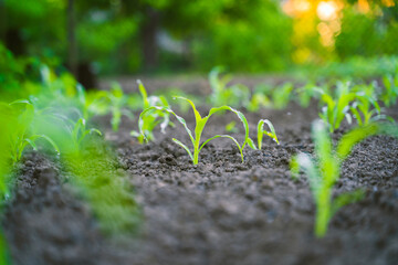 Garden bed with growing young corn sprouts
