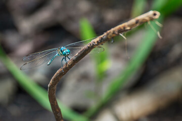 Closeup view of blue dragonfly perching on plant
