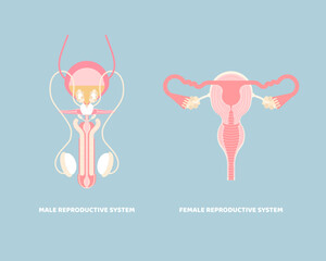 male and female reproductive system, internal organs anatomy body part nervous system, vector illustration cartoon flat character design clip art