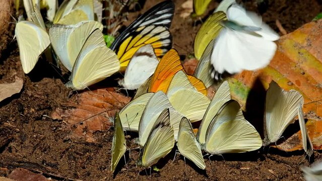 These butterflies in one frame, Redspot Sawtooth Prioneris clemanthe, Common Gull Cepora nerissa, Orange Albatross Appias nero, Kaeng Krachan National Park, Thailand.