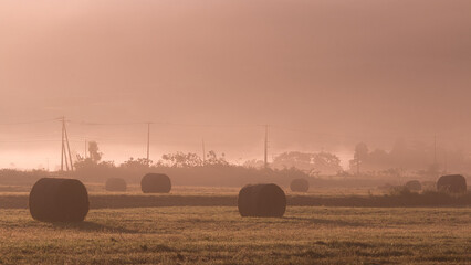 Hay bale silhouettes in misty morning autumn field landscape