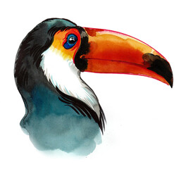 Fototapeta premium Toucan bird head. Ink and watercolor drawing