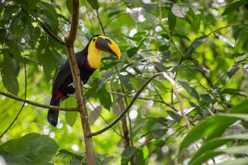 Toucan is resting on a branch in Costa Rica.