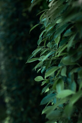 Natural background. The leaves of the shrub are in deep green color