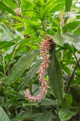 Flowers and green vegetation in the rainy season in Costa Rica.