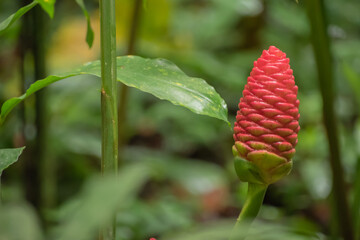 Zingiber zerumbet, commonly known as pinecone ginger, shampoo ginger or wild ginger.