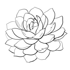 contour sketch logo icon beauty sphere tropical succulent flower echeveria graceful thin closeup
