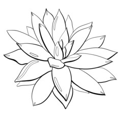 linear minimalistic drawing sketch botany design element beauty succulent echveria miranda closeup isolated on white background outline