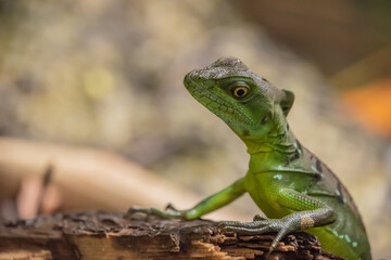Female Jesus Christ lizard in Costa Rica.
