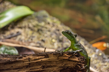 Female Jesus Christ lizard in Costa Rica.