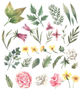 Collection of hand drawn watercolor leaves and flowers isolated on white background. Delicate pink and white rose flowers, yellow buttercups, greenery. Set of elements for design, scrapbooking.