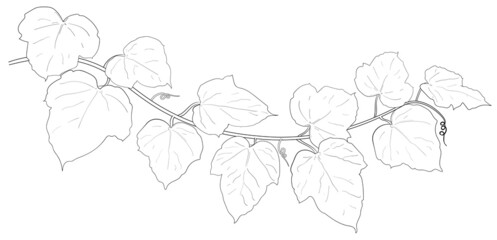 Drawing of ivy leaves. - obrazy, fototapety, plakaty