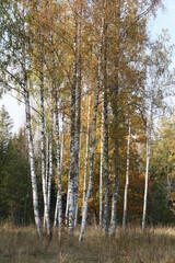 Fototapeta premium Birkenwäldchen - Betula 2