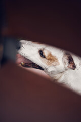 A playful Jack Russell dog in the backyard. The concept of a pet and the joy of playing with it. Vertical photo.
