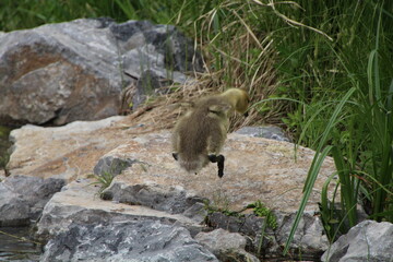 Jumping Gosling, William Hawrelak Park, Edmonton, Alberta