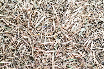Close-up top view of brown dried bamboo leaves falling on the ground in the dry season.
