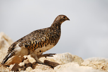 a snow grouse, a ptarmigan on trail route / 登山道を歩くライチョウ（メス）＠表銀座縦走路