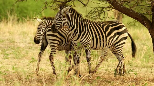Zebras in a meadow in the wild African savanna of Tarangire National Park in Tanzania