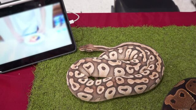 Ball python looking at tablet. It's a popular pet in Thailand.