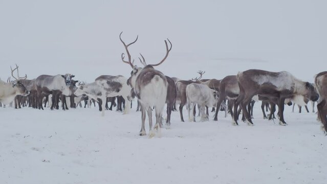 Reindeer in the tundra. The herd is sown in the winter tundra