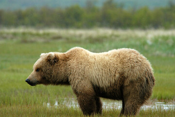 Brown Bear eating grass Katmai Peninsula Alaska