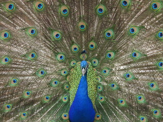 Obraz premium peacock with feathers