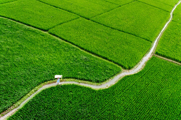 Green paddy/ rice field in Bangladesh