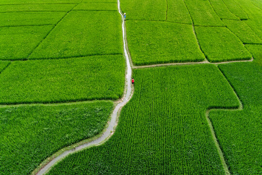 Green paddy/ rice field in Bangladesh