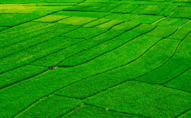 Green paddy/ rice field in Bangladesh