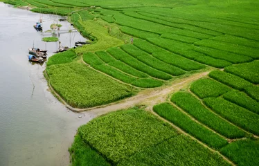 Abwaschbare Fototapete Reisfelder Green paddy/ rice field in Bangladesh