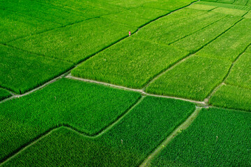 Green paddy/ rice field in Bangladesh
