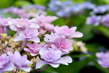 Fototapeta na wymiar 紫陽花の花