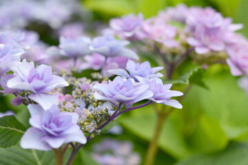 紫色の小花　アジサイ