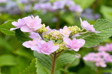 ピンク色の花　紫陽花