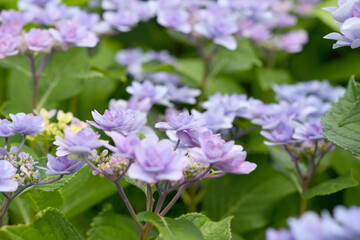 紫色の小花　アジサイ