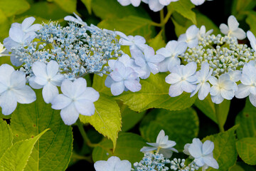 紫陽花の花