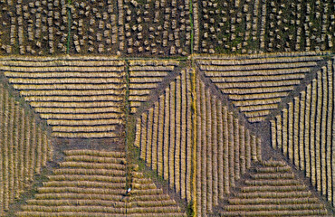 Aerial view of paddy/ rice fields