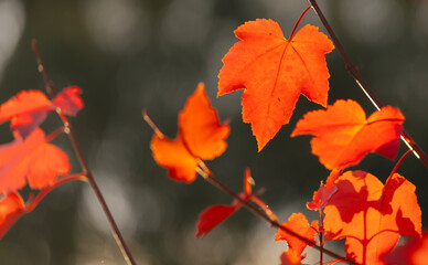Close-up of burnt orange and red autumn (Acer) maple leaves