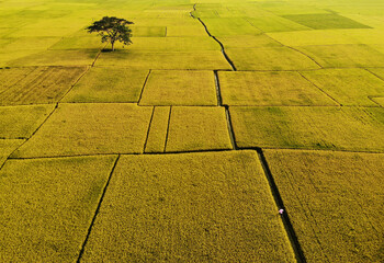 Aerial view of paddy/ rice fields