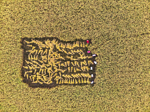 Harvesting paddy/ rice