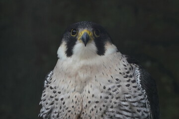 peregrine falcon closed up