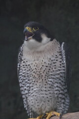peregrine falcon closed up