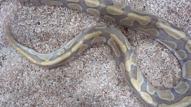 Ball python was slithering in the glass cabinet waiting to be sold. It's a popular pet in Thailand.