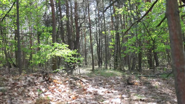 Morning in beautiful wood, with old great trees.
