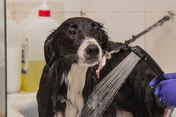 bathing the border collie dog at the dog grooming salon