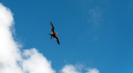 Male magnificent frigatebird (Fregata magnificens) with red poach in flight, Galapagos islands national park, Ecuador.