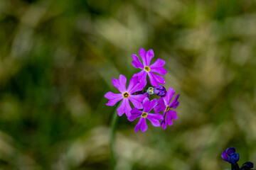Obraz premium Primula farinosa flower growing in meadow, close up shoot