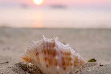 A shell close-up, lying on a sandy beach, at sunset. Selective focus, blurred background