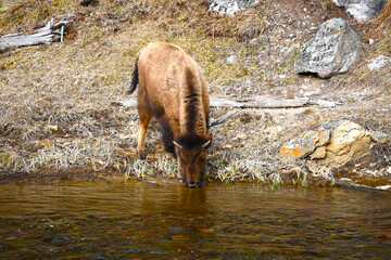 Bison calf drinking water Yellowstone National Park