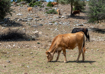 Cattle grazing and free ranging in open fields.
